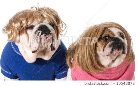 dog couple 10548878