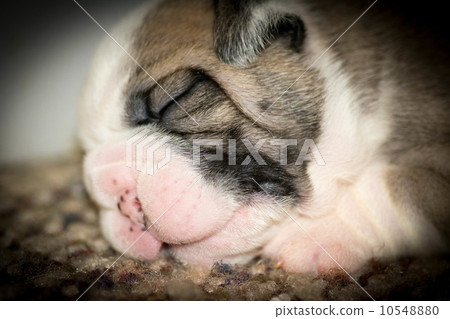 two week old puppy two week old puppy 10548880
