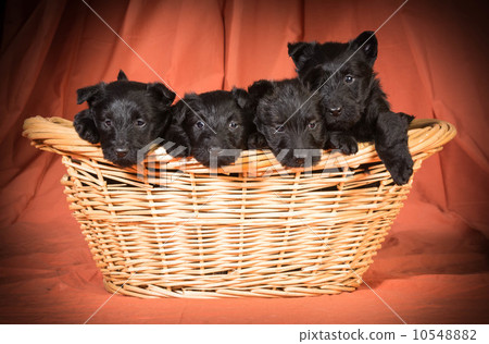 litter of scottish terriers 10548882