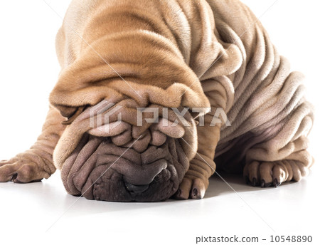 chinese shar pei 10548890