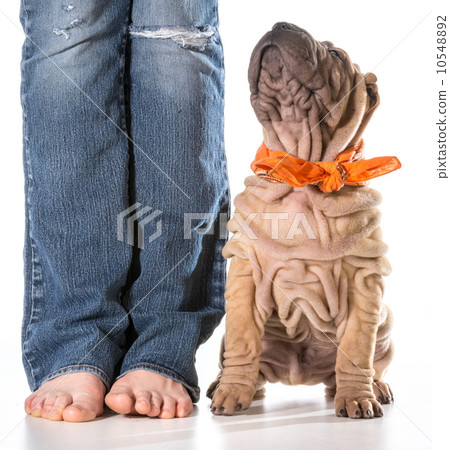 dog and owner 10548892