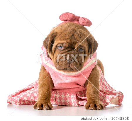 female puppy female puppy 10548898