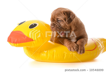 dog water safety dog water safety 10548899