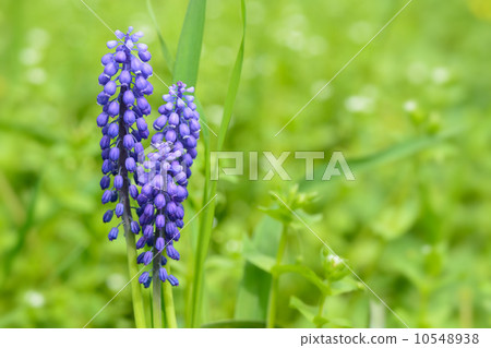 Grape hyacinth flowers closeup 10548938