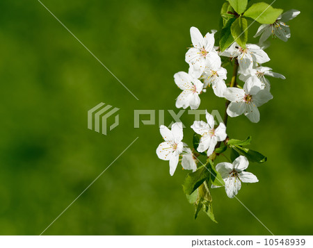 Cherry blossom on green background 10548939