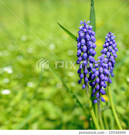 Grape hyacinth flowers on green background Grape hyacinth flowers on green background 10548940