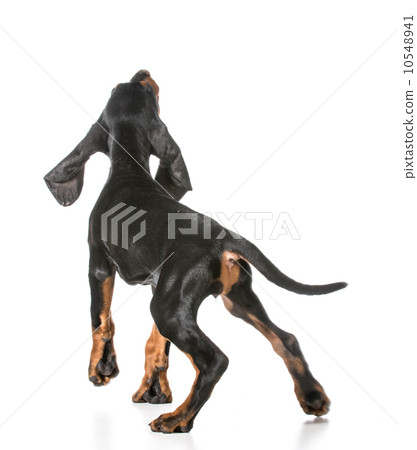 black and tan coonhound black and tan coonhound 10548941