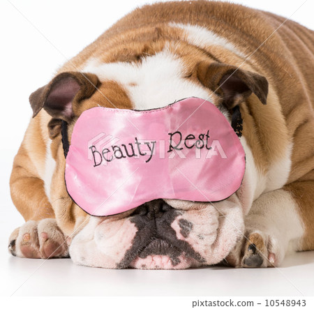 tired dog tired dog 10548943