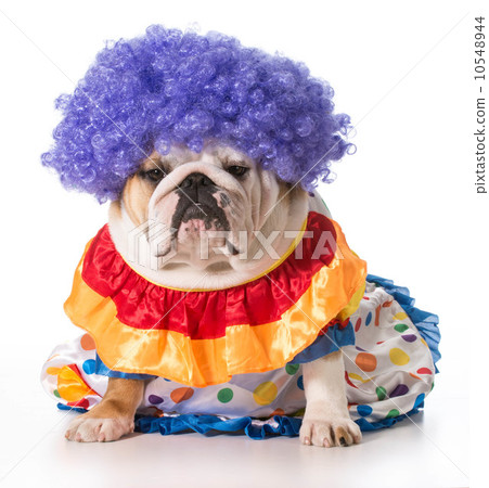 dog clown dog clown 10548944