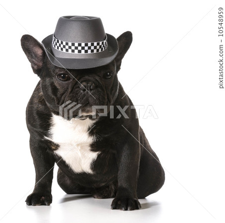 cute french bulldog cute french bulldog 10548959