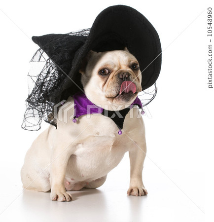 dog dressed like a witch dog dressed like a witch 10548960