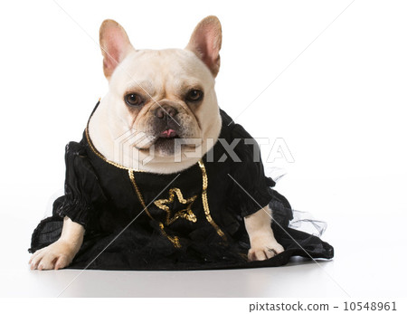 female french bulldog 10548961