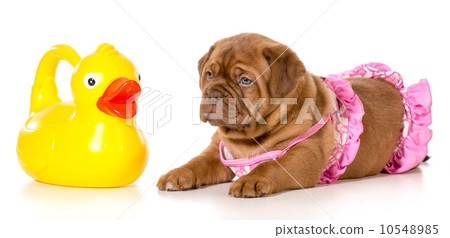 dog bath time dog bath time 10548985