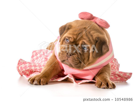 female puppy 10548986