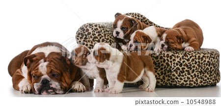 family of dogs family of dogs 10548988
