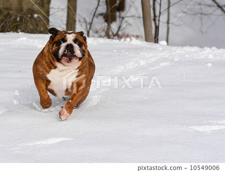 dog in the snow 10549006
