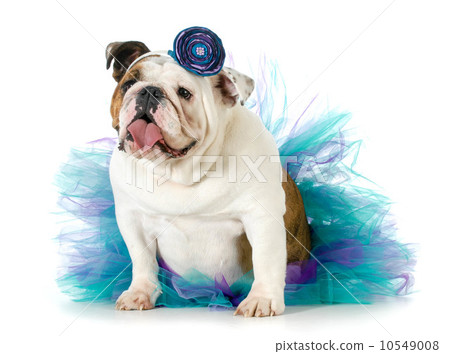 female bulldog 10549008