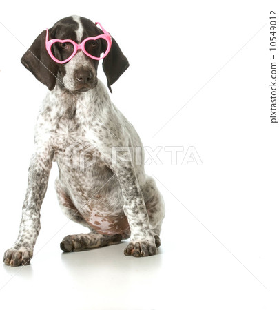 dog wearing glasses 10549012
