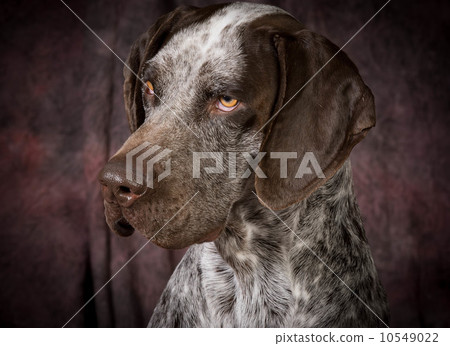german shorthaired pointer 10549022