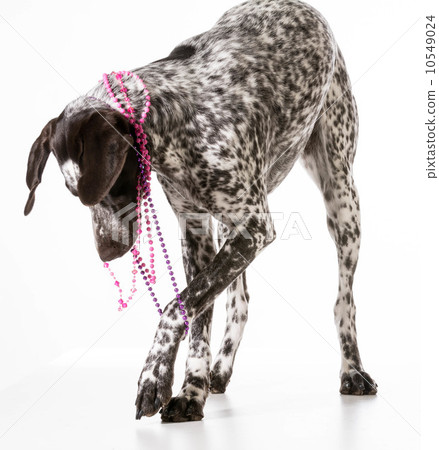 bad dog 10549024