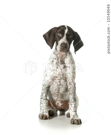 german shorthaired pointer female 10549049
