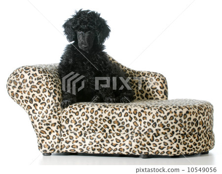 puppy sitting on a couch puppy sitting on a couch 10549056