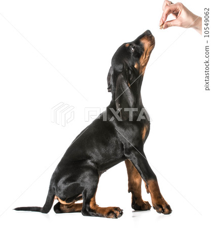 dog training 10549062