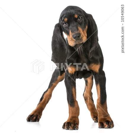 cute puppy 10549063