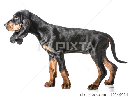 black and tan coonhound black and tan coonhound 10549064