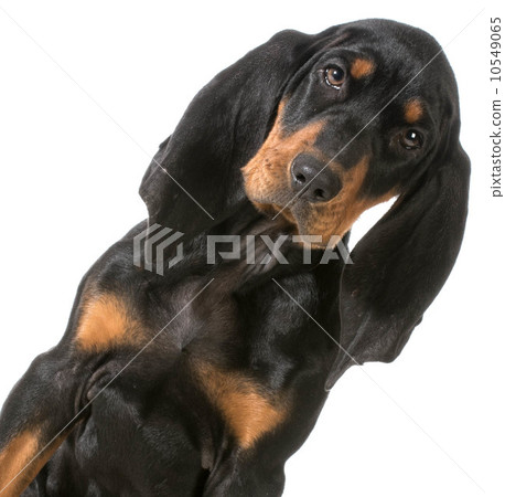black and tan coonhound black and tan coonhound 10549065