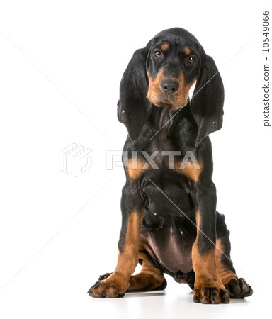 black and tan coonhound black and tan coonhound 10549066