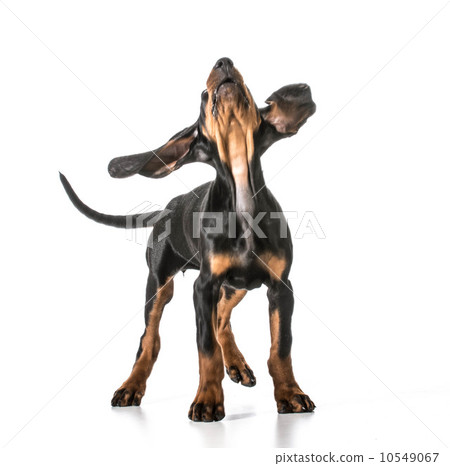 cute puppy cute puppy 10549067