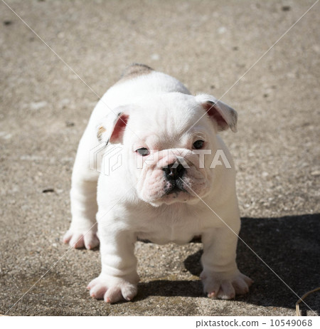 english bulldog puppy english bulldog puppy 10549068