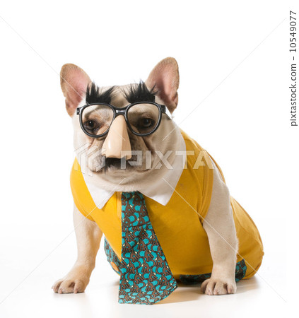 dog wearing human disguise dog wearing human disguise 10549077