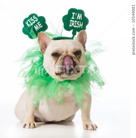 St Patricks Day dog St Patricks Day dog 10549081