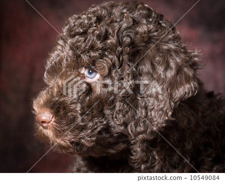 cute puppy cute puppy 10549084