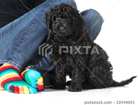 woman and her dog 10549091