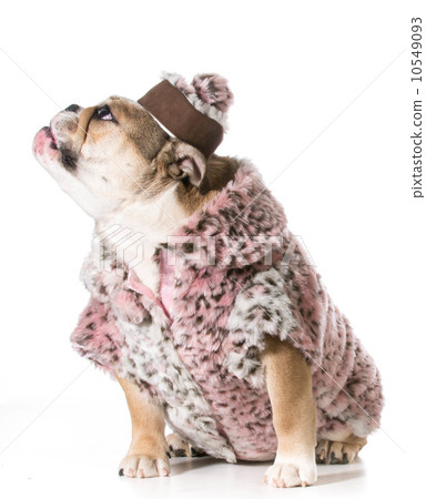 female dog female dog 10549093