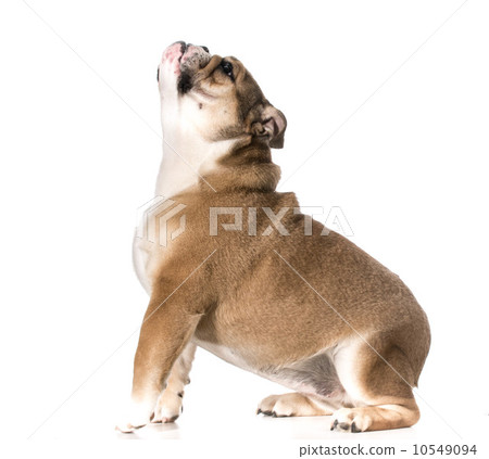 dog begging dog begging 10549094