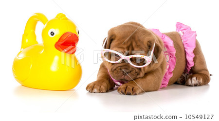 dog in bikini 10549127