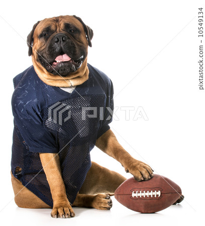 sports hound 10549134