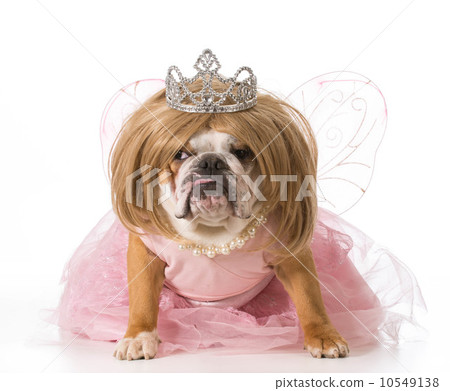 spoiled dog 10549138