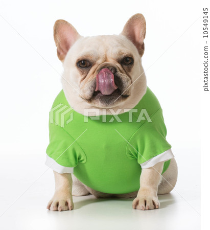 french bulldog french bulldog 10549145