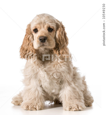 cocker spaniel puppy 10549150