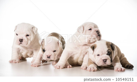 litter of puppies 10549151