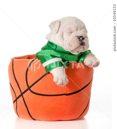 sports hound 10549153