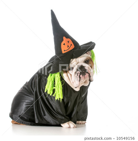 dog witch dog witch 10549156