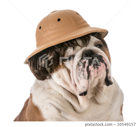 dog on safari dog on safari 10549157