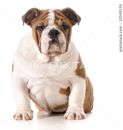 english bulldog puppy 10549159