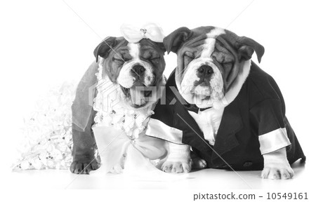 dog bride and groom 10549161